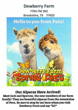 Dewberry Farm Alpacas Have Arrived!